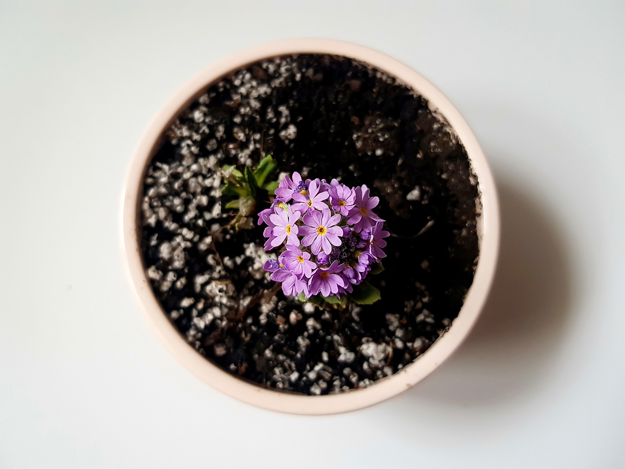 Professional holiday display with Christmas trees